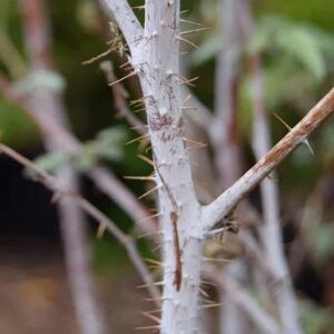 Rubus thibetanus 60-80 cm